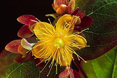 “指环王”比尔·拉塞尔去世 《NBA2K22》推送悼念页面